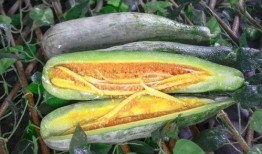 南充网红杜萧吃瓜,吃瓜成瘾，揭秘娱乐圈幕后风云